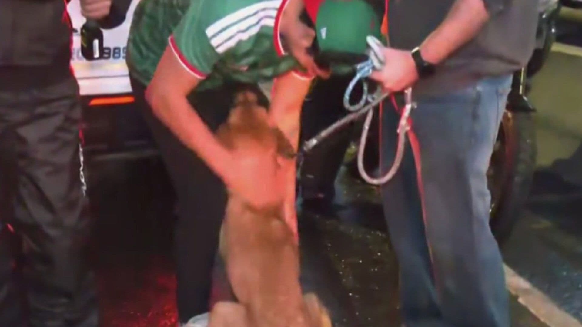 Rescatan a Canino Atrapado en Periférico; Estuvo Extraviado Dos Días