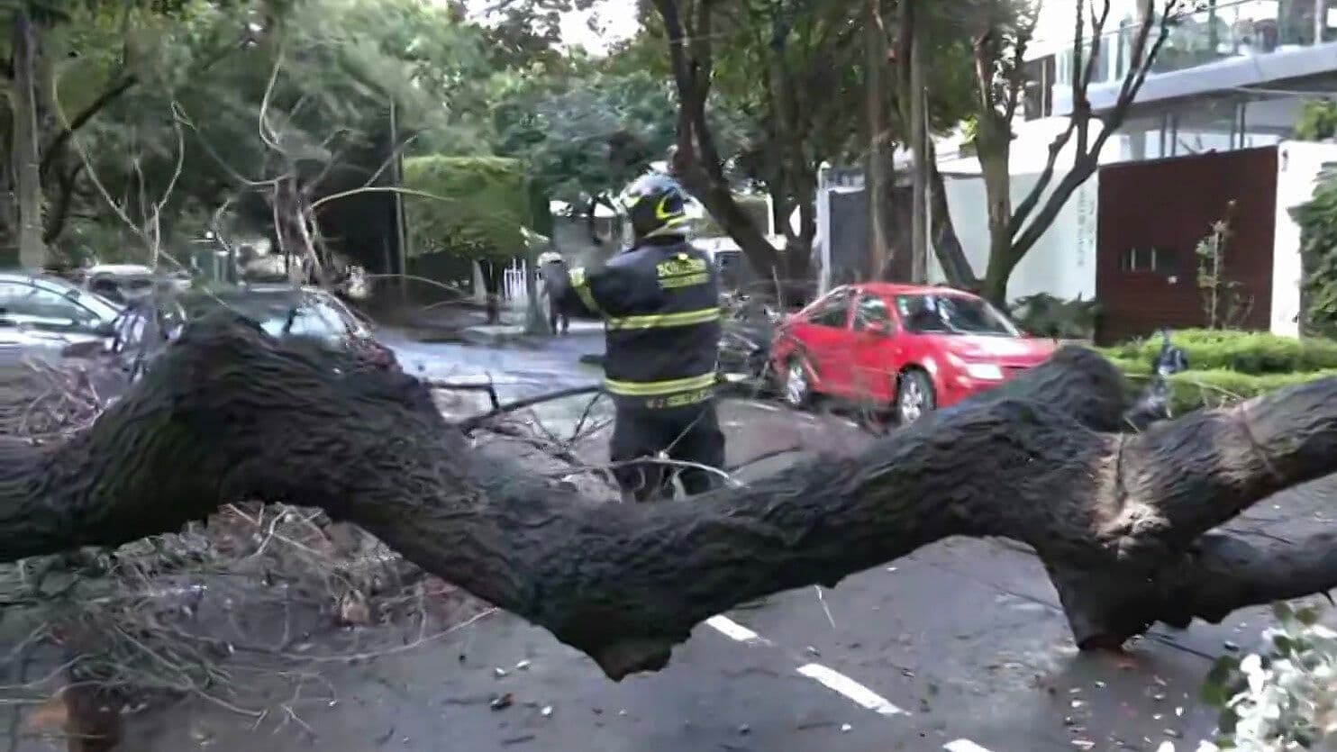 Caen Dos Árboles en Polanco Hoy 12 de Junio de 2026