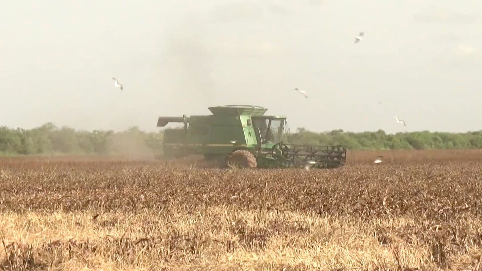 Producción de Sorgo en Tamaulipas