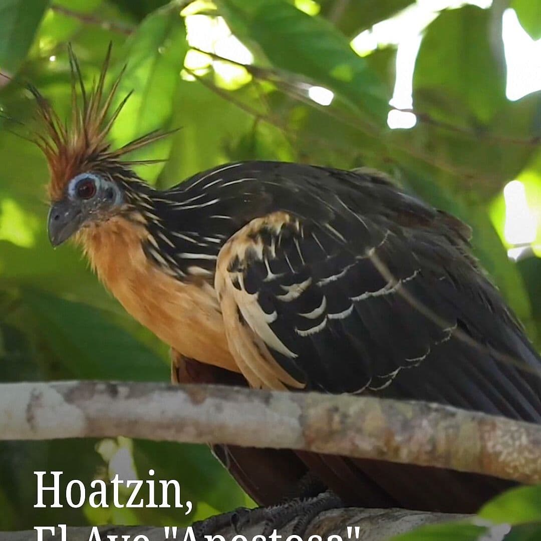 El hoatzín, El Ave “Apestosa”
