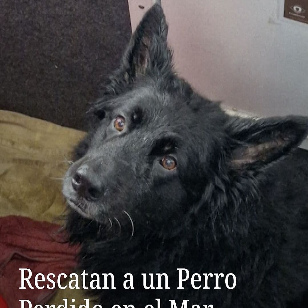 Rescatan a un Perro Perdido en el Mar