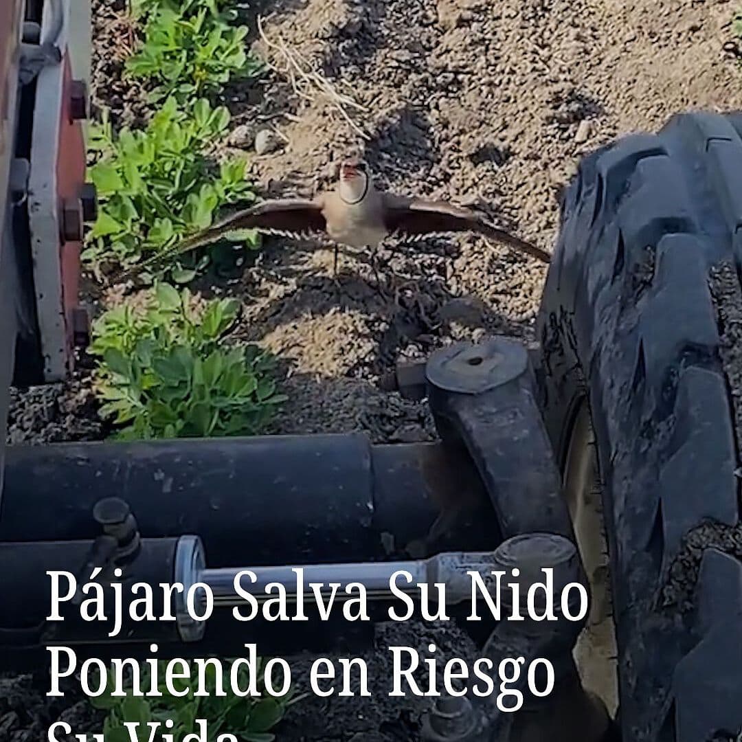 Pájaro Salva Su Nido Poniendo en Riesgo Su Vida