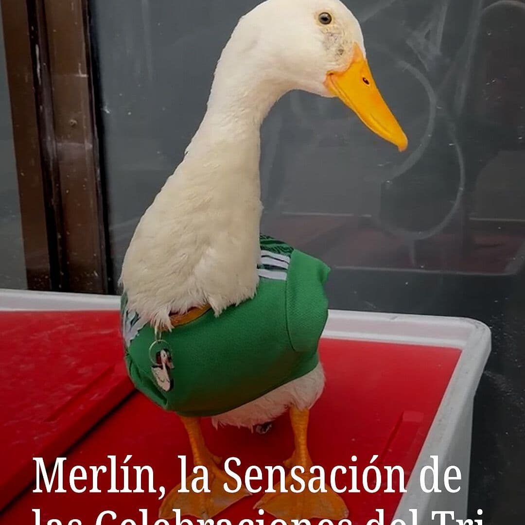 Merlín, la Sensación de las Celebraciones del Tri