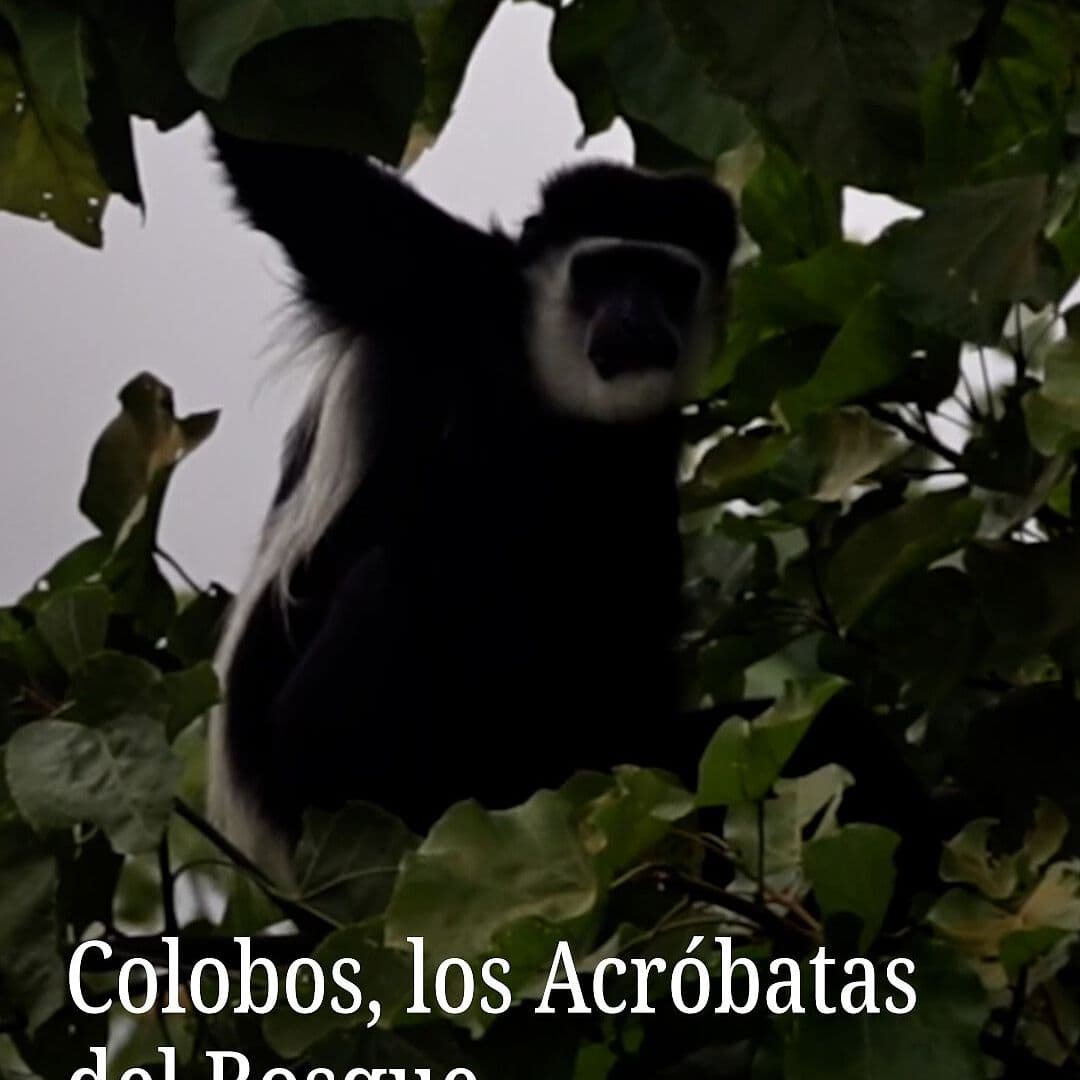 Colobos, los Acróbatas del Bosque