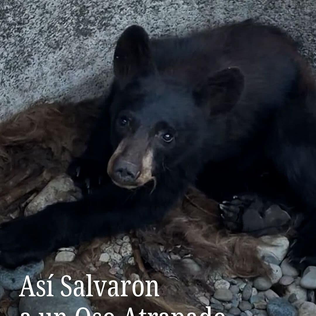 Así Salvaron a Un Oso Atrapado