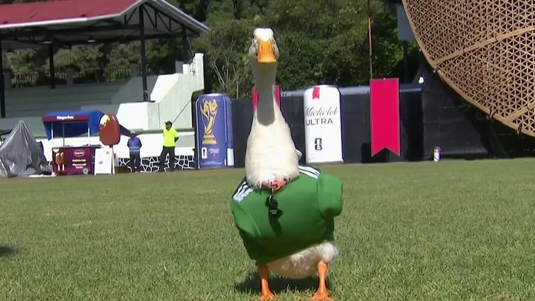 El Pato “Merlín”, la Estrella Más Viral del Mundial 2026: Entrevista N+