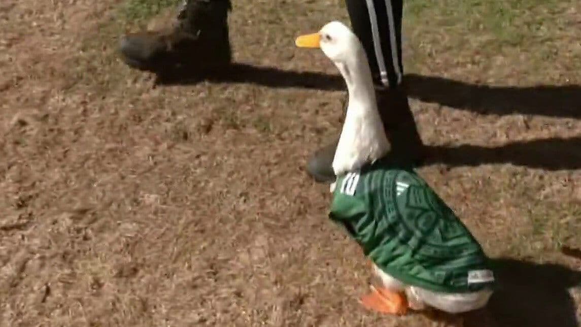 Conoce a Merlín, el Pato Mundialista que Roba Miradas en CDMX