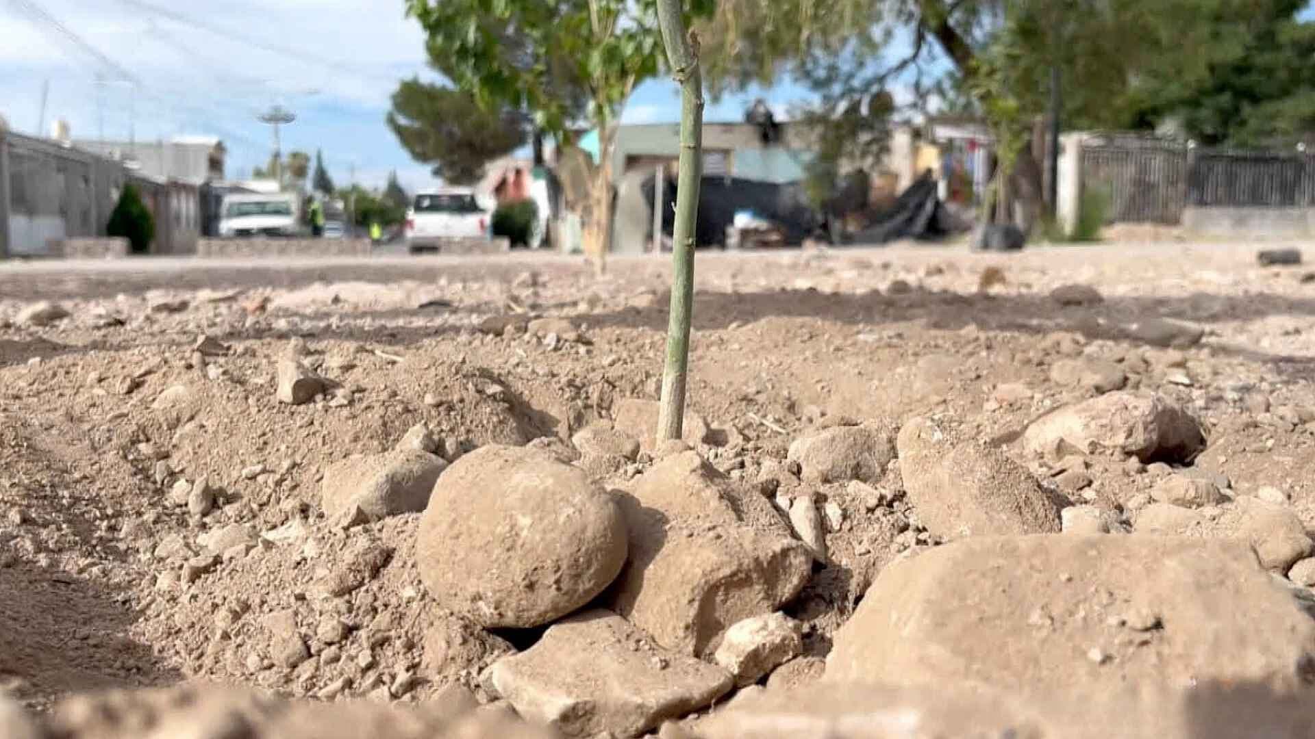 Reforestan Unidad Deportiva de la Colonia Insurgentes en Chihuahua