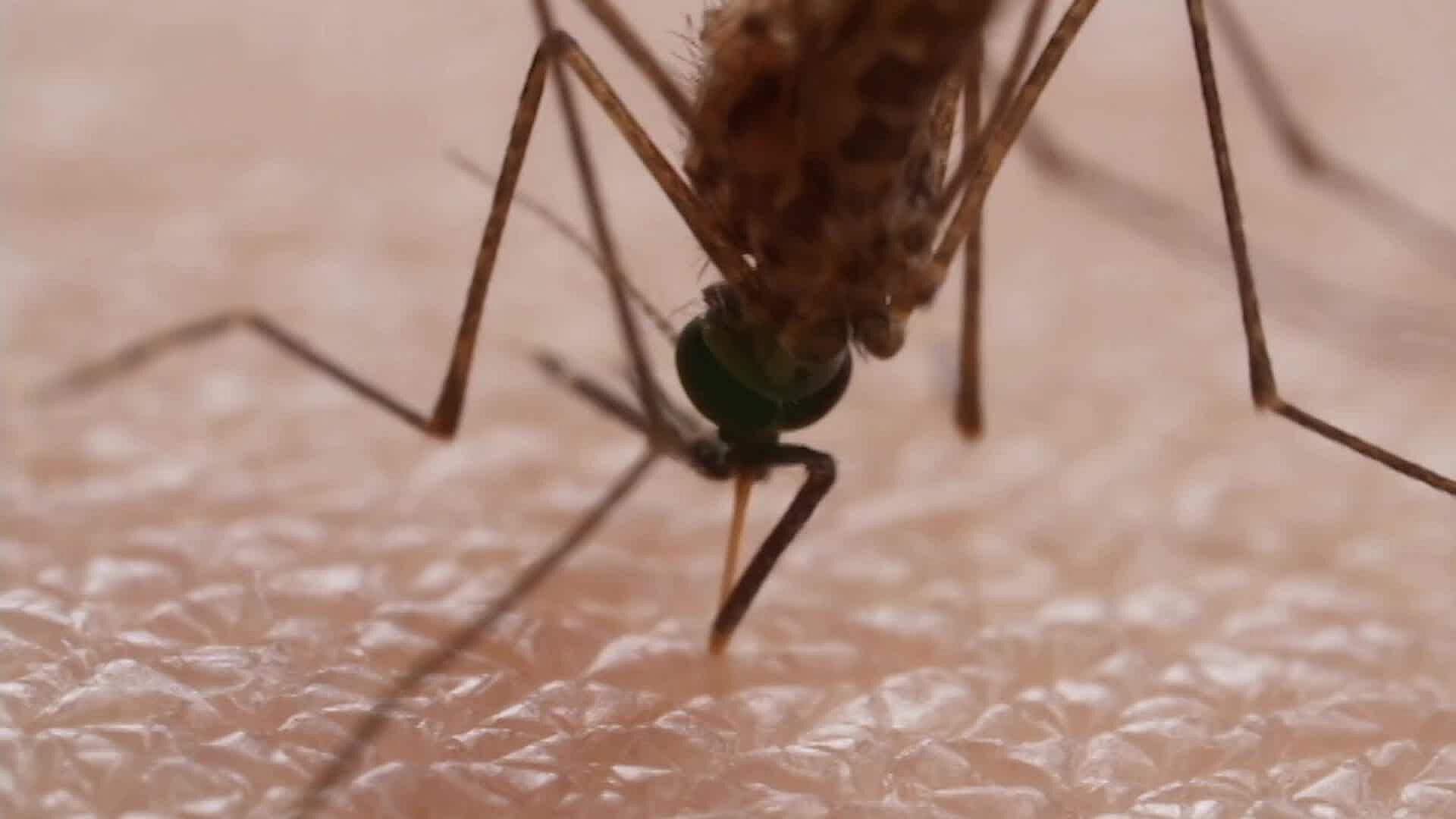 Lluvias Podrían Incrementar Casos de Dengue en Querétaro