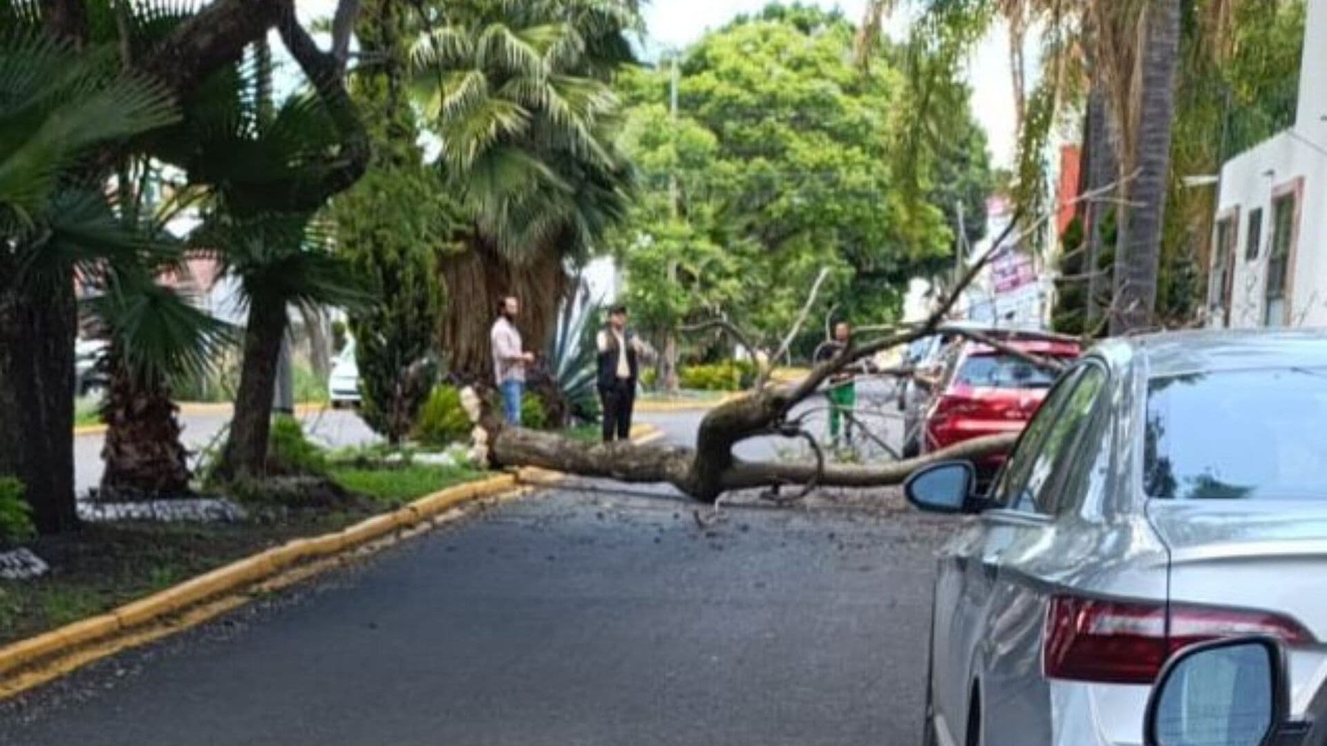 Colapso Árbol Encima de Automóvil en Colonia El Mirador Puebla Conductor Resulta Ileso