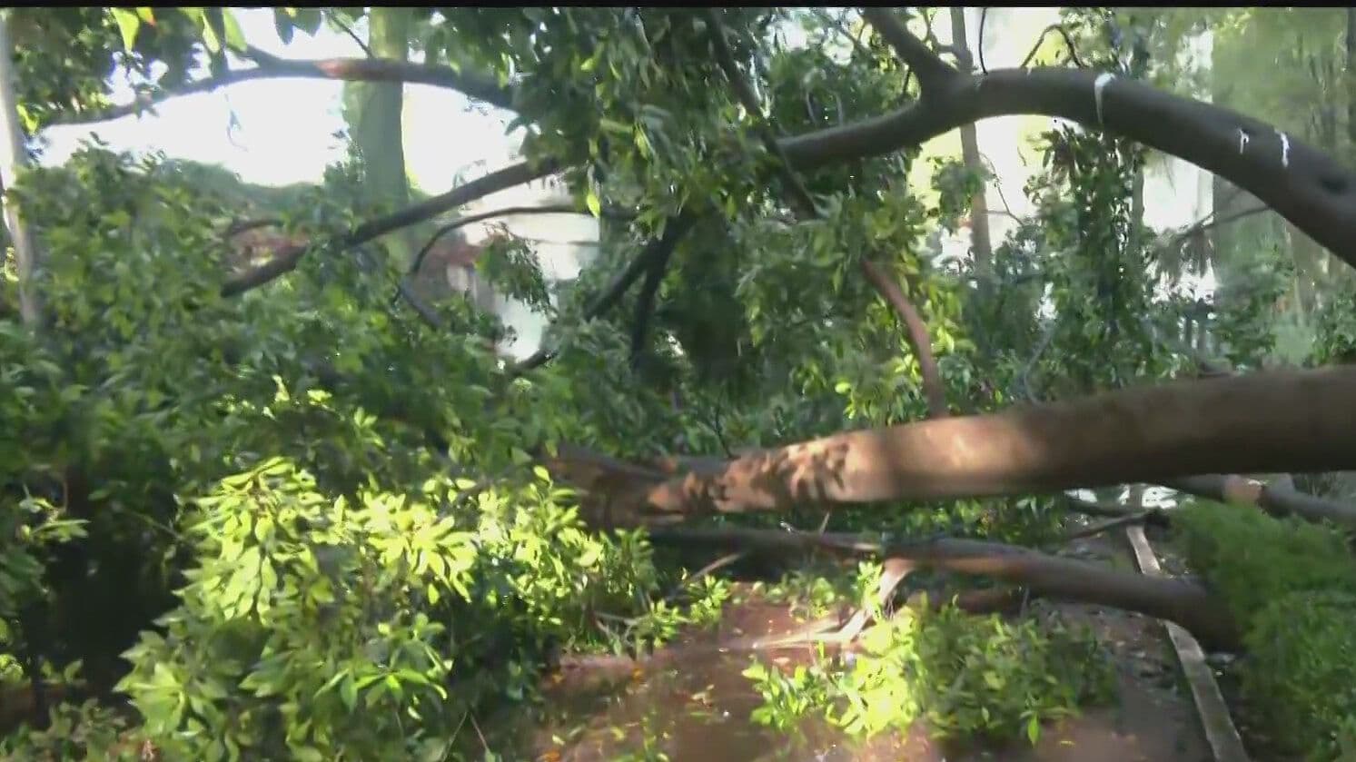 Cae Enorme Árbol en Parque México en la Condesa, CDMX