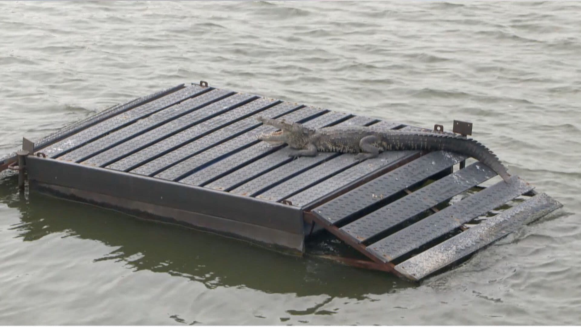 Instalan Diez Asoleadores para Cocodrilos en Laguna del Carpintero de Tampico