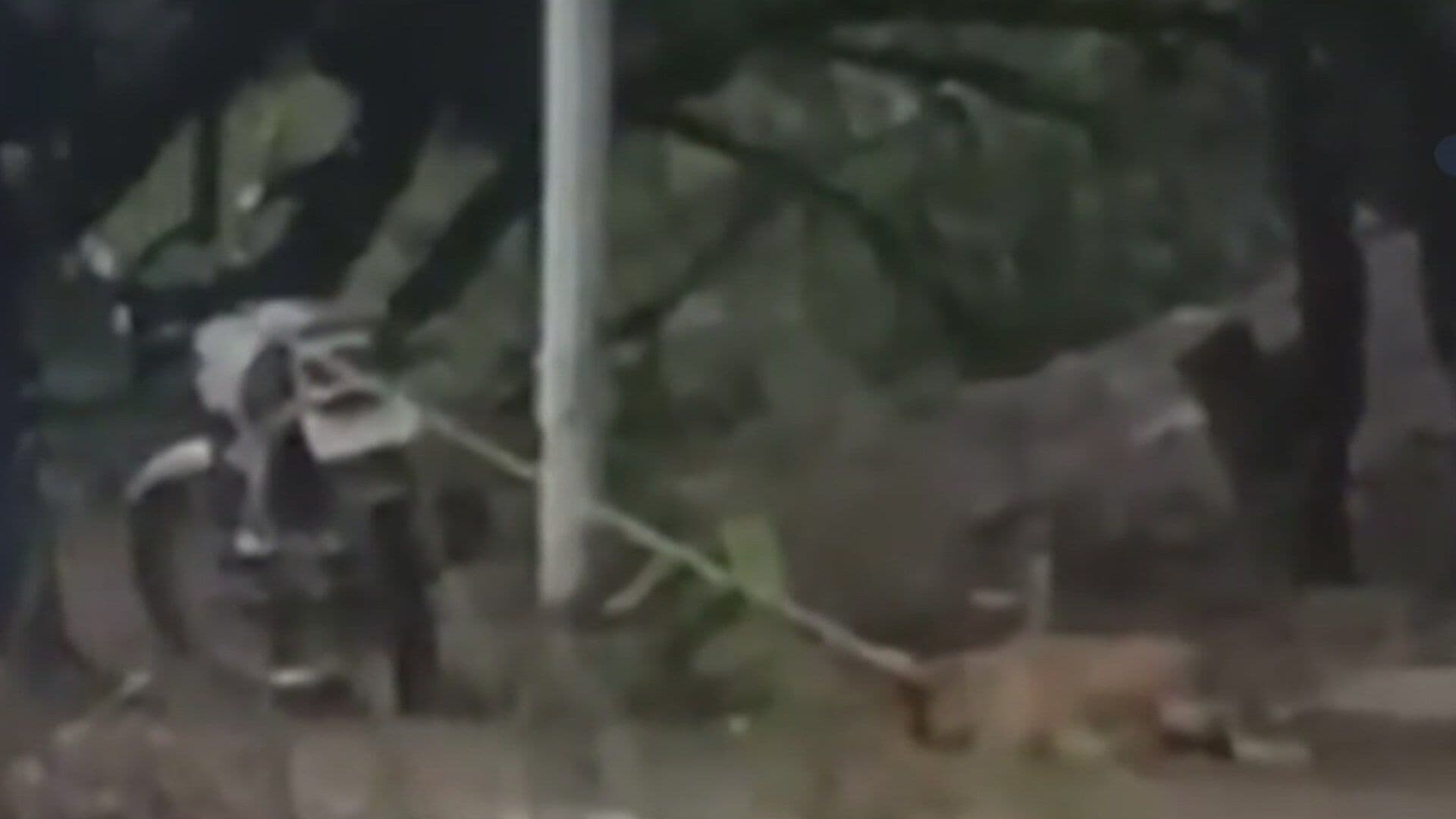 VIDEO: Sujero Amarra a Perrito a su Motocicleta y lo Arrastra por Varios Metros en Jalisco