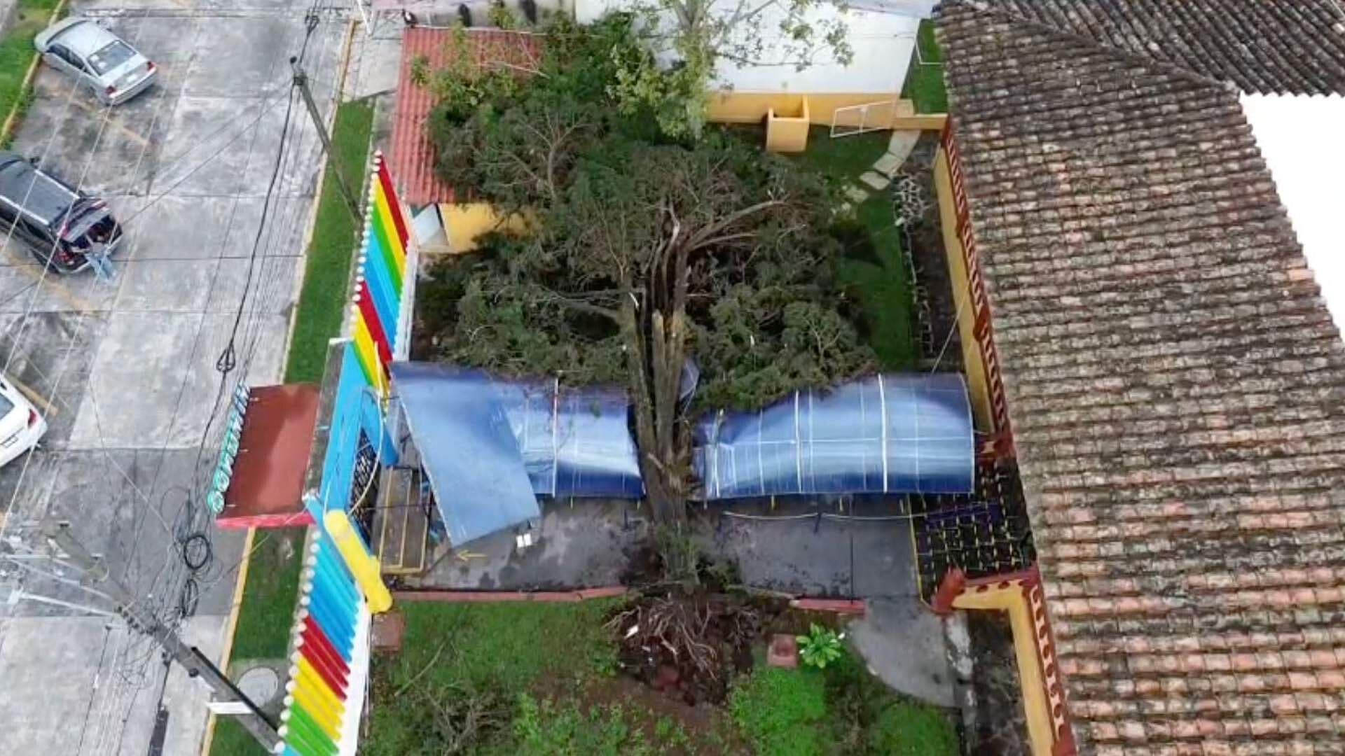 Fuerte Lluvia Causan Caída de Árbol en Jardín de Niños en Xalapa