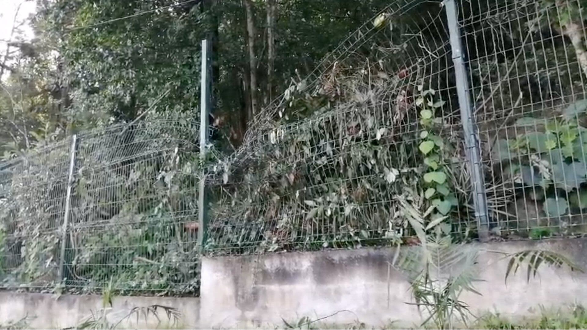 Lluvias Provocan Caída de Árboles y Ramas en Cerro de Macuiltépetl