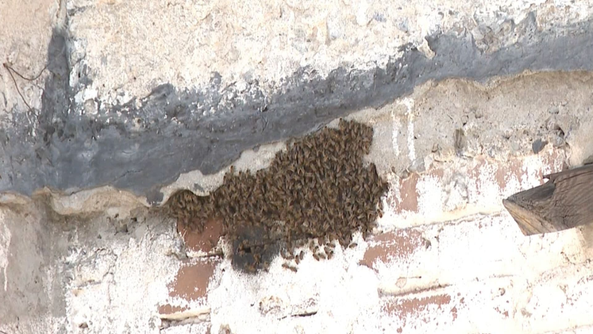 Trabajador de Construcción Sufre Ataque de Abejas en Hermosillo