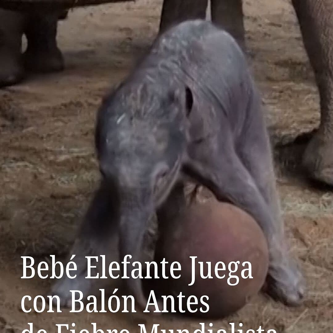 Bebé Elefante Juega con Balón antes de Fiebre Mundialista