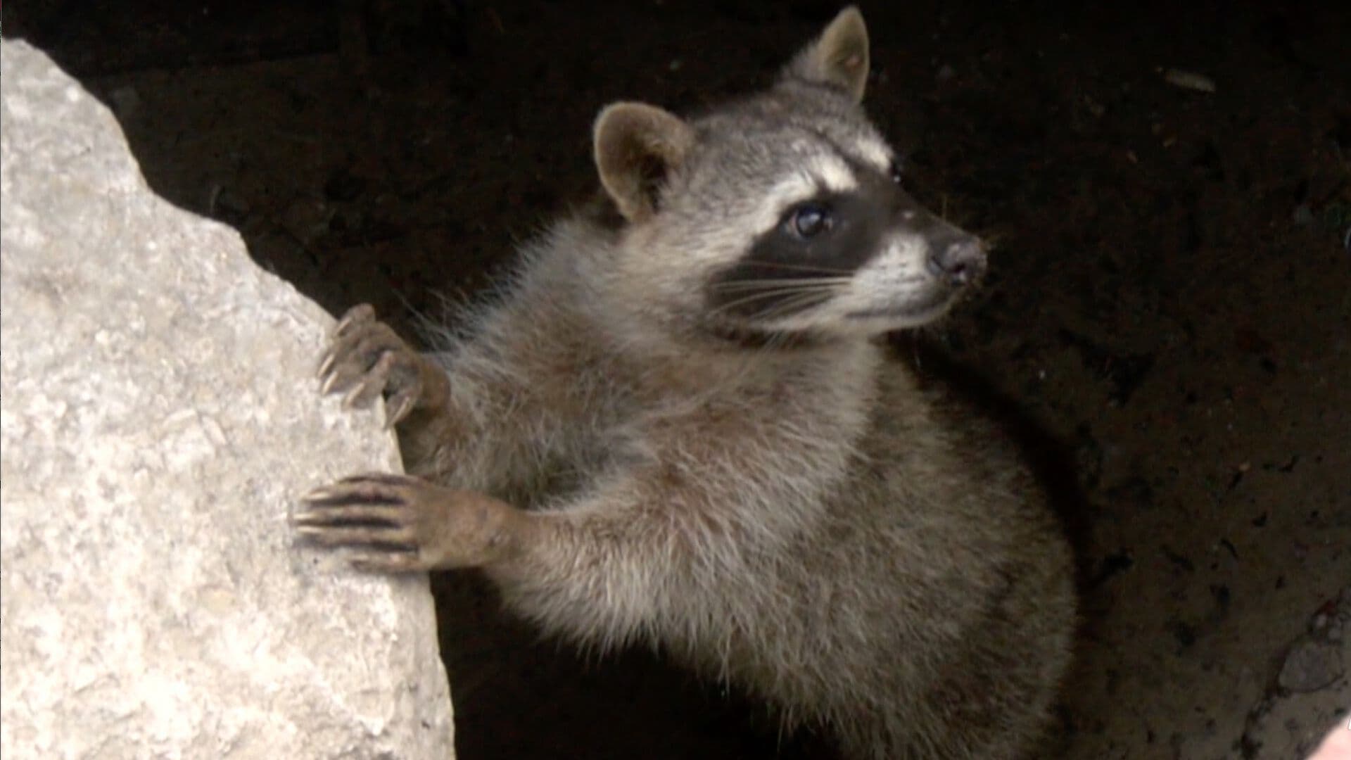 Disminuye la Presencia de Mapaches en Escolleras de Playa Miramar