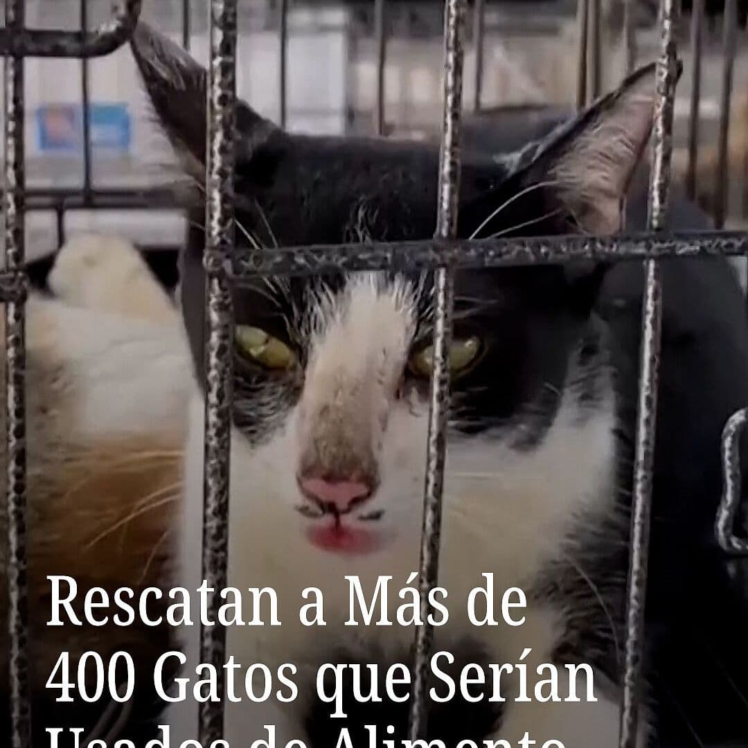 Rescatan a Más de 400 Gatos que Serían Usados de Alimento