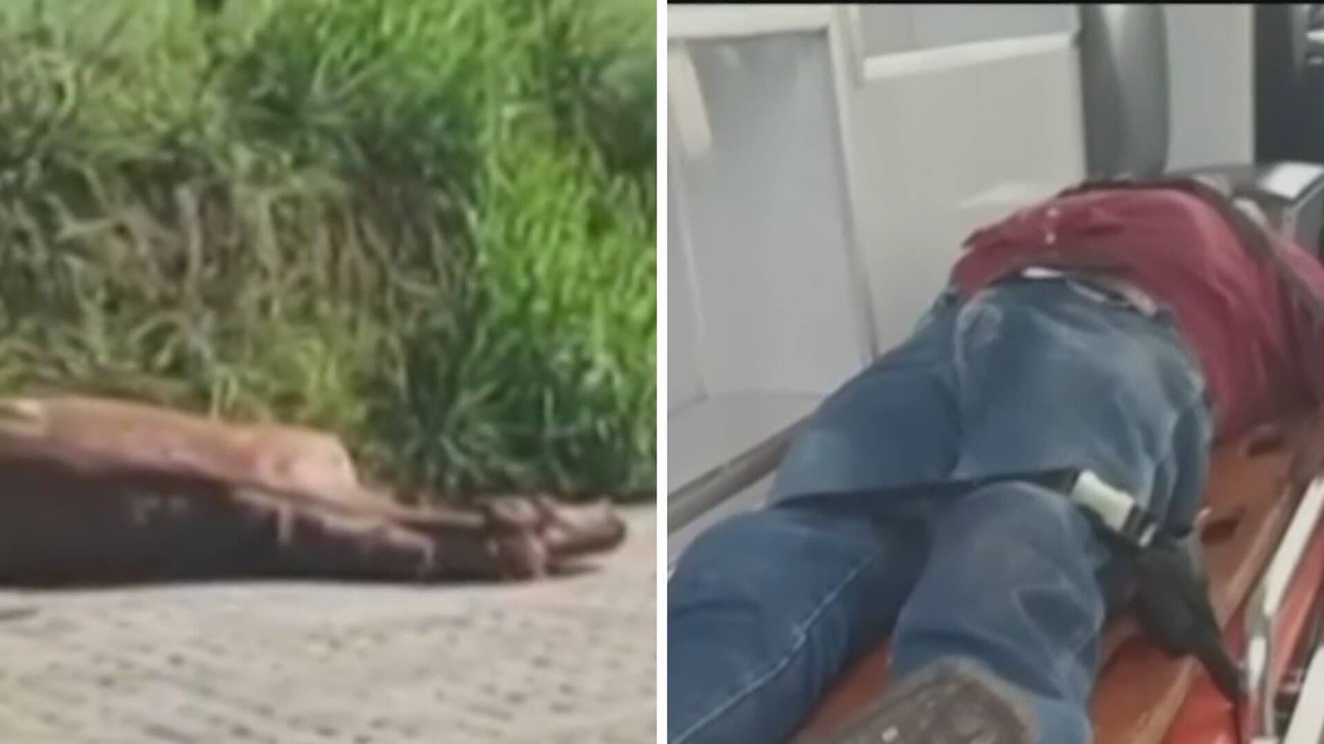 Sacrifican Caballo tras Ser Atropellado por un Auto a Exceso de Velocidad en Puebla