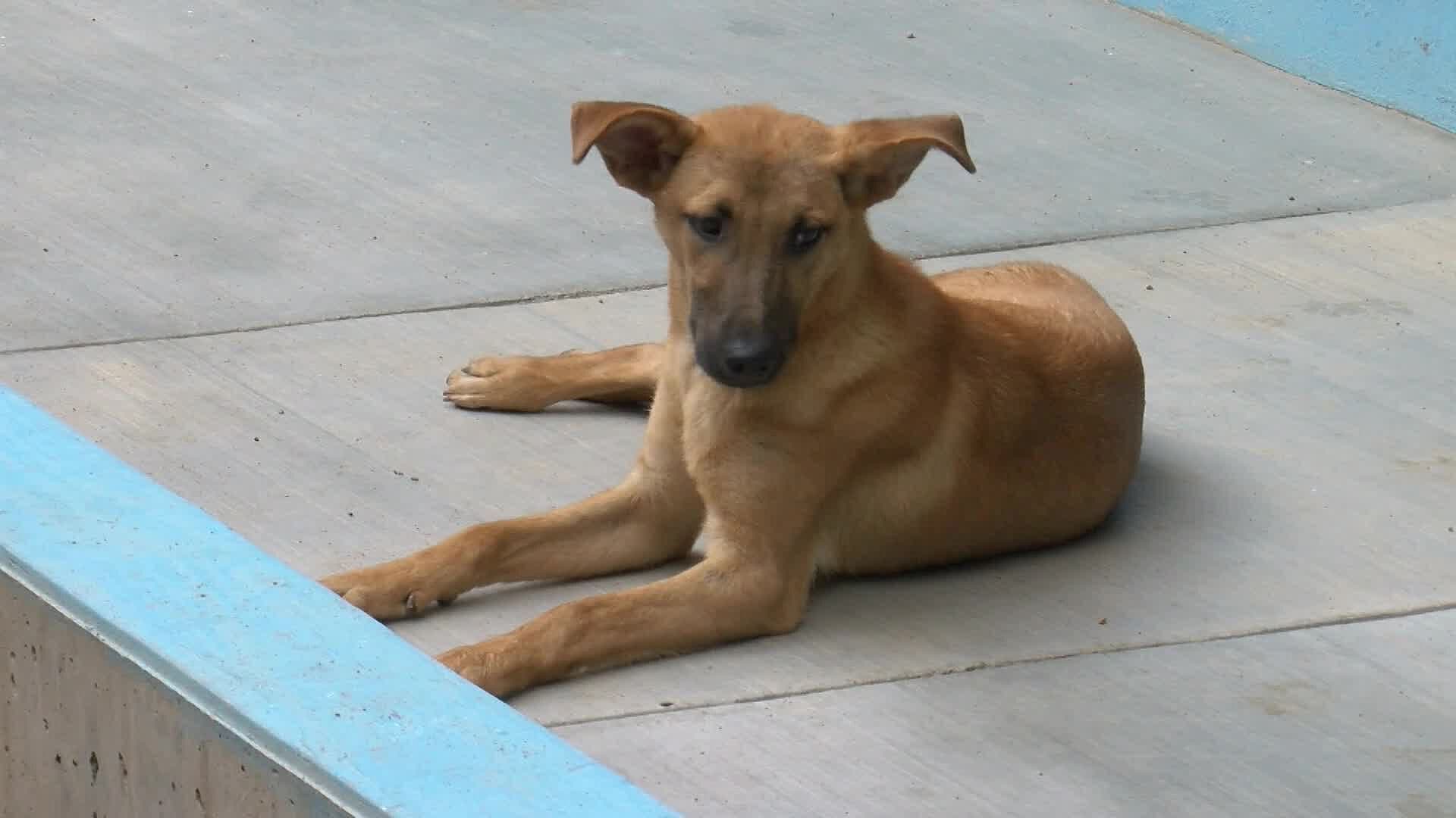 Perros y Gatos en Adopción Buscan Hogar; Apaqro Resguarda a Más de 100