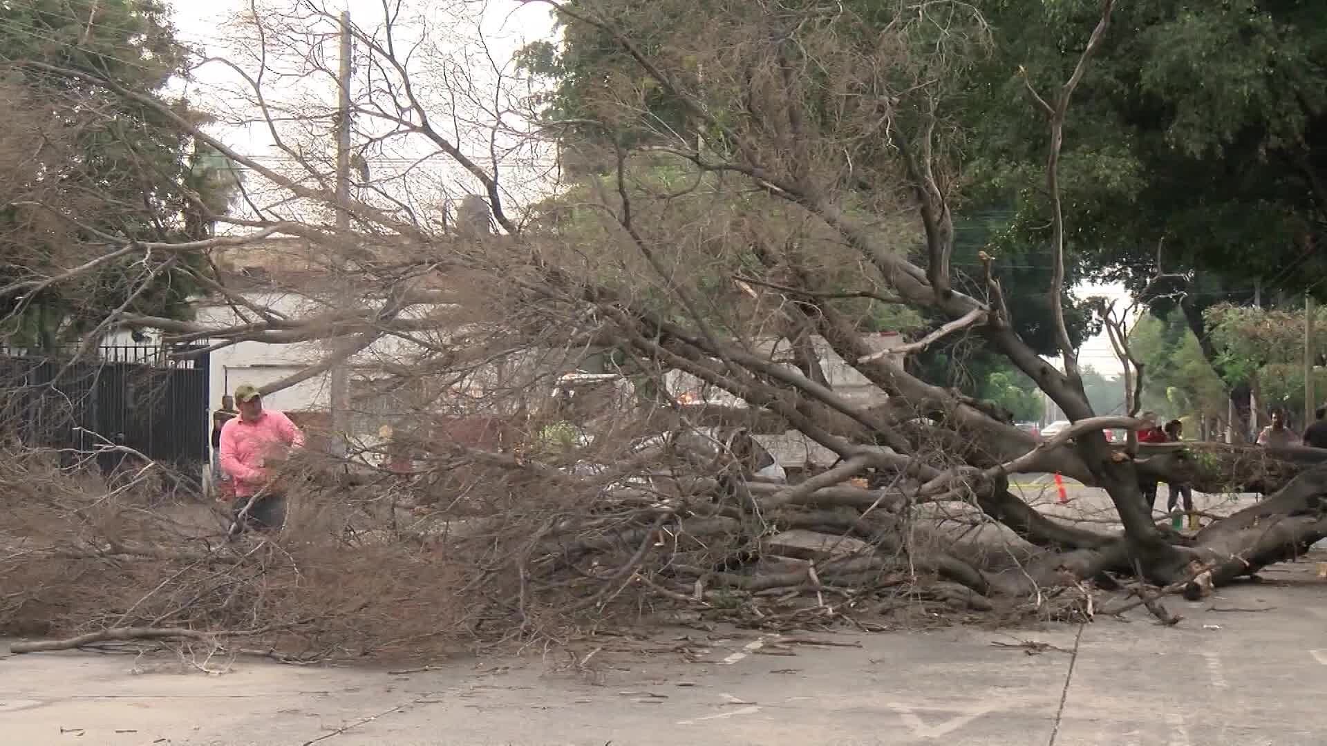 Alrededor de 400 Árboles Caídos Durante la Actual Temporada de Lluvias en Guadalajara