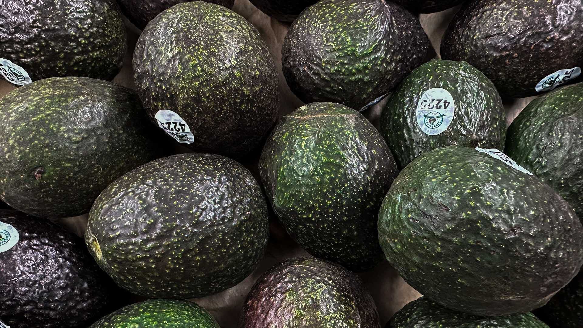 Buscan Romper Récord del Guacamole Más Grande del Mundo en Zapopan, Jalisco