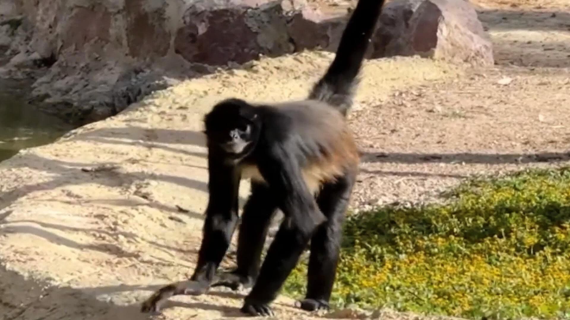 Detectan Dos Casos de Gusano Barrenador en Animales del Zoológico en León; Ya están en Tratamiento