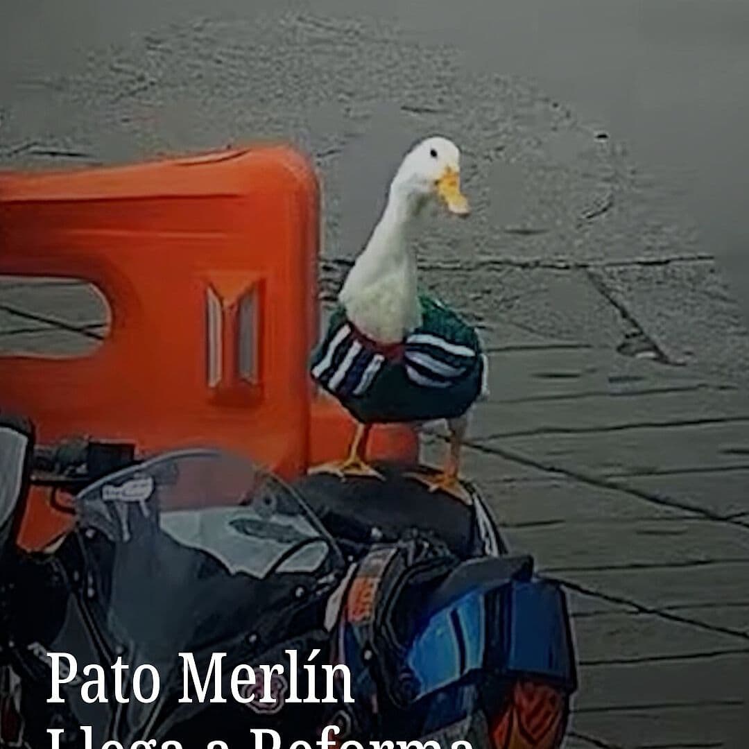 Pato Merlín Llega al Zócalo