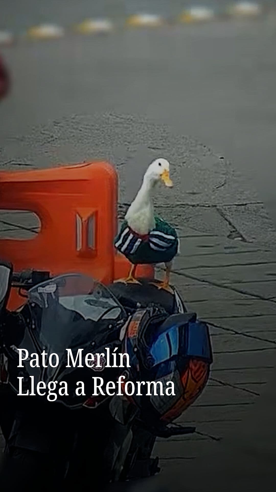 Pato Merlín Llega al Zócalo