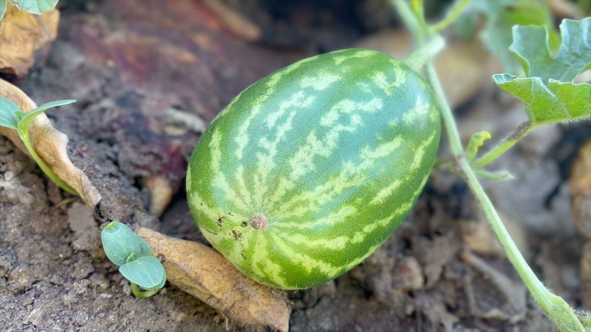 Comienza la Cosecha de Sandía en Chihuahua; Llegan a Pesar Hasta 10 Kilos