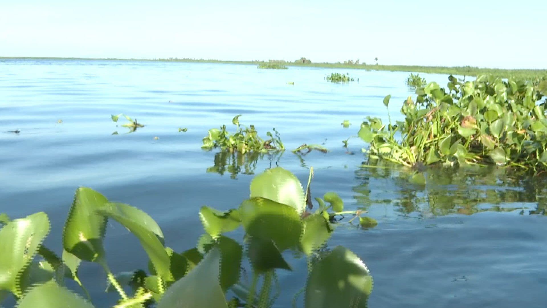 Señalan a Empresa Alcoholera de Presuntamente Causar Muerte de Peces en Río Papaloapan en Veracruz