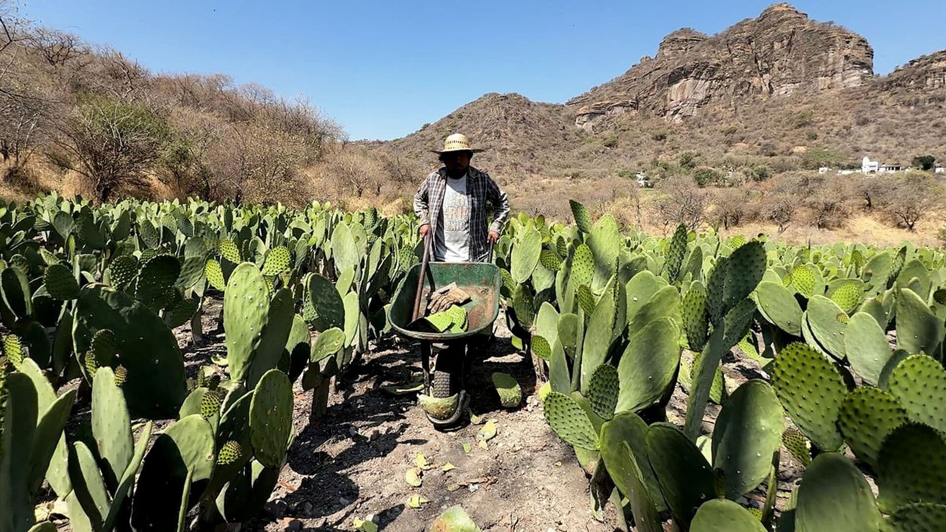 La Realidad Detrás del Nopal que Comes