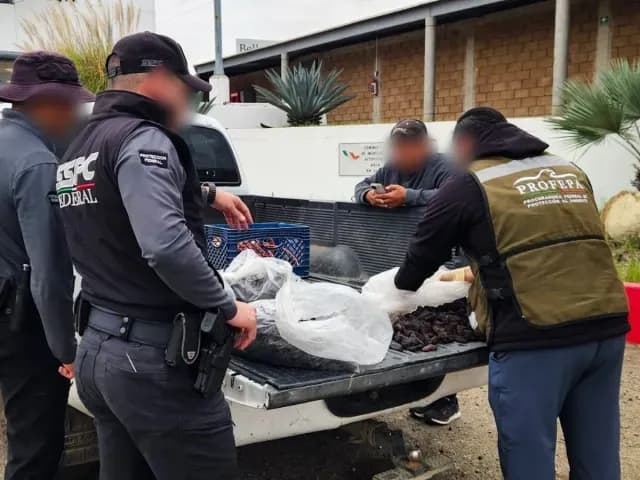 Aseguramiento de pepino del mar