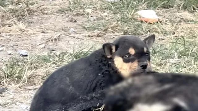 Rescatan a Perros Abandonados en Matamoros