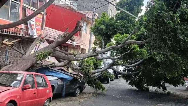 Vientos provocan caída de árboles en CDMX