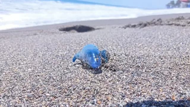 Dragón Azul en Michoacán.