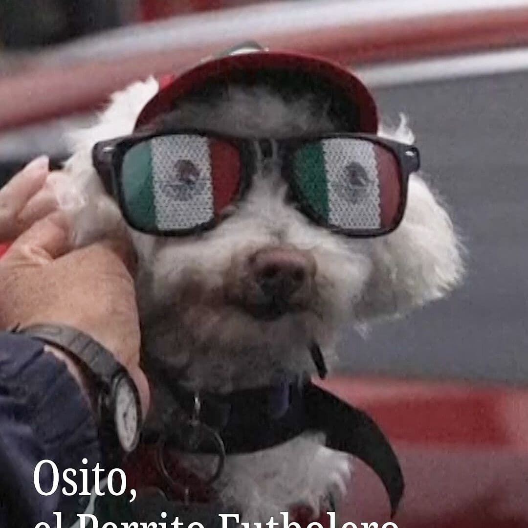Osito, el Perro Futbolero
