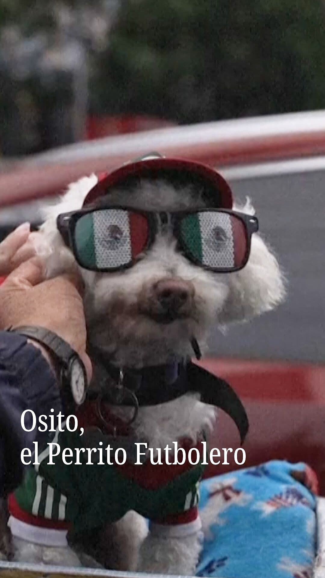 Osito, el Perro Futbolero
