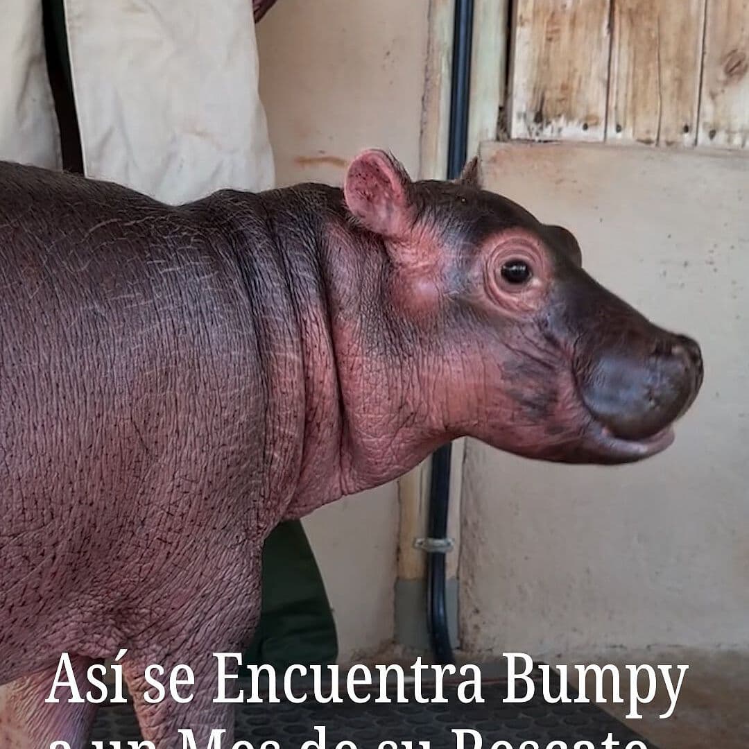 Así se Encuentra Bumpy a un Mes de su Rescate