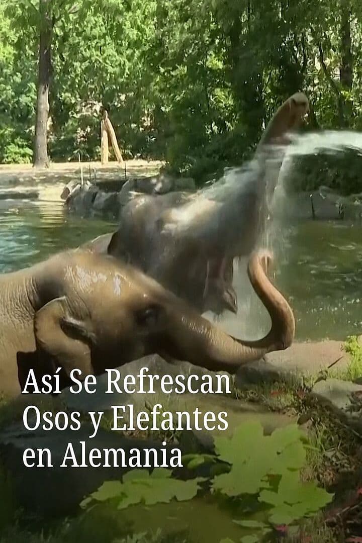 Así se Refrescan Osos y Elefantes en Alemania