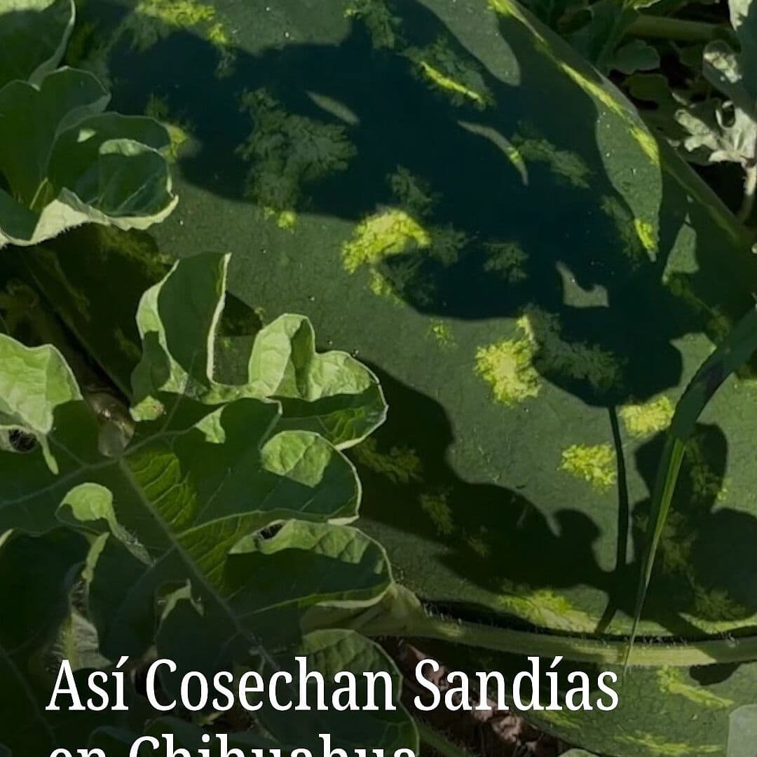 Así Cosechan Sandías en Chihuahua
