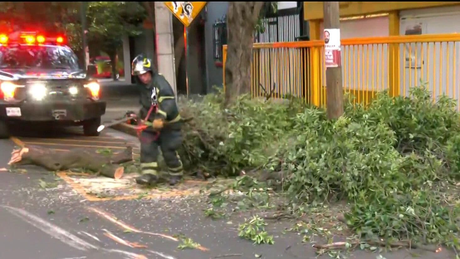 Cae Enorme Rama de Árbol en Calles de la Colonia Roma, CDMX