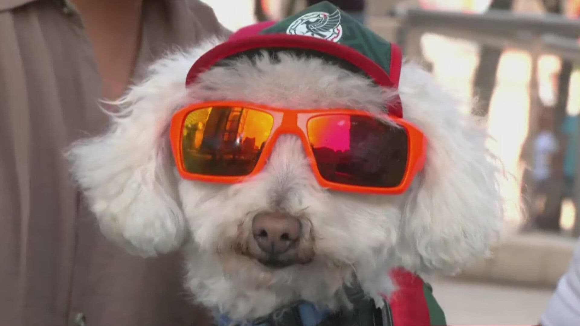 Osito: El Perrito que se Une a la Fiesta del Mundial 2026