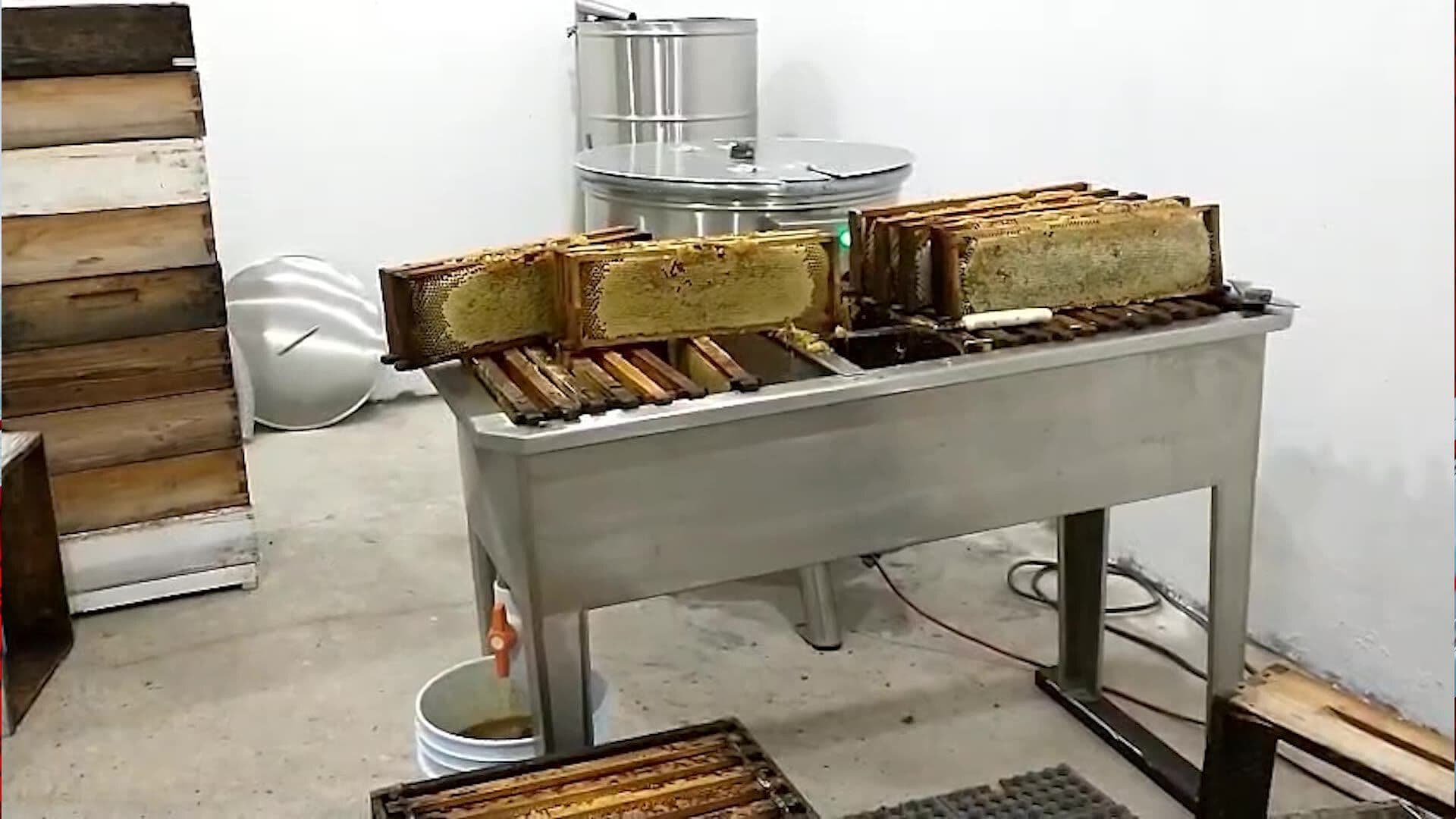 Apicultores de Querétaro Destacan la Importancia de Proteger a las Abejas