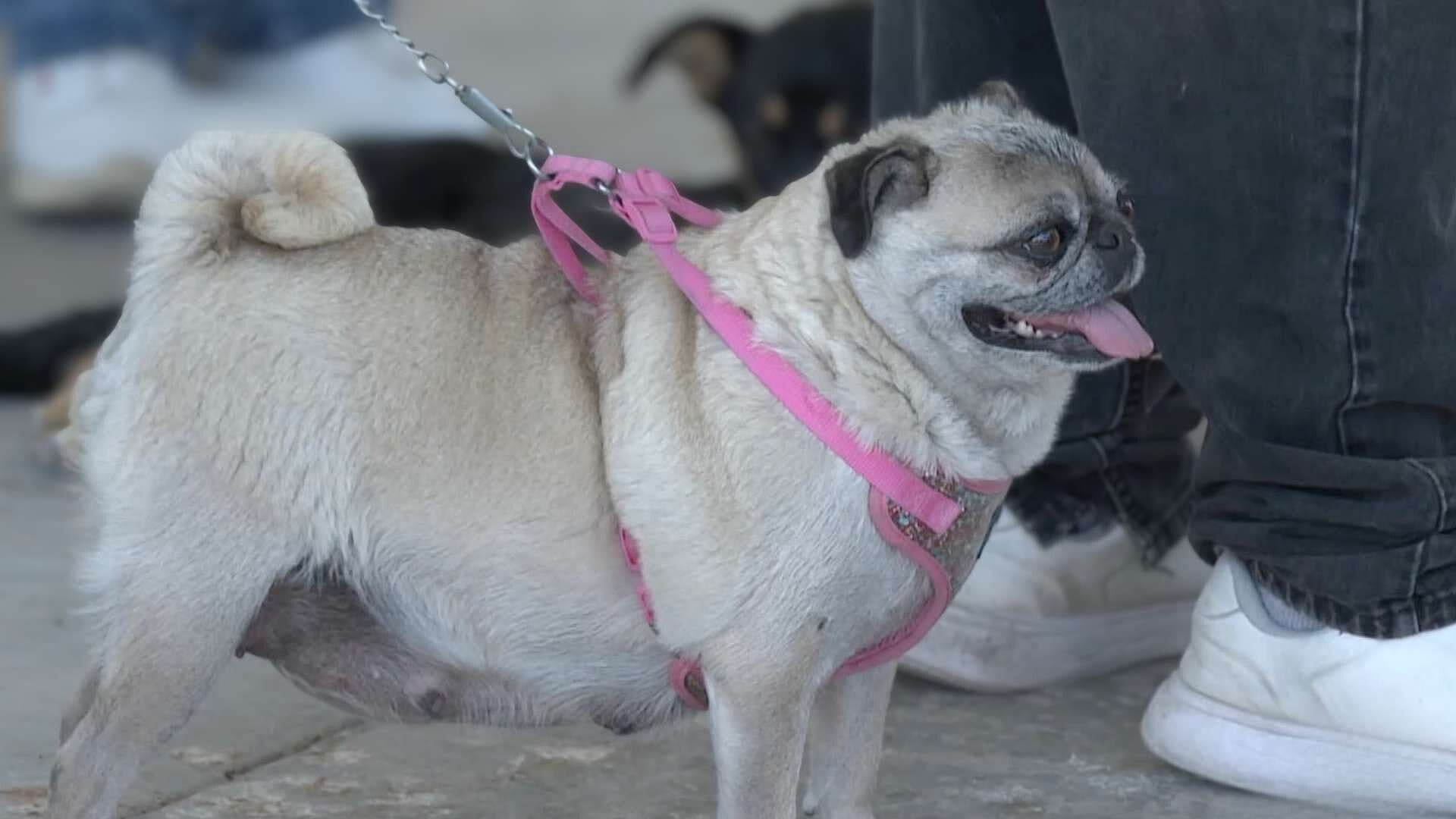 Esterilizaciones en Ciudad Juárez Buscan Frenar la Sobrepoblación y la Rickettsia