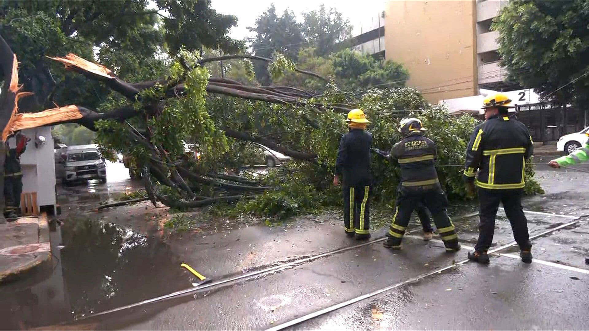Enorme Árbol se Parte y Cae en Puestos de Comida en la Anáhuac, CDMX