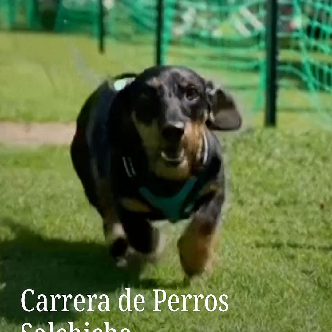Carrera de Perros Salchicha