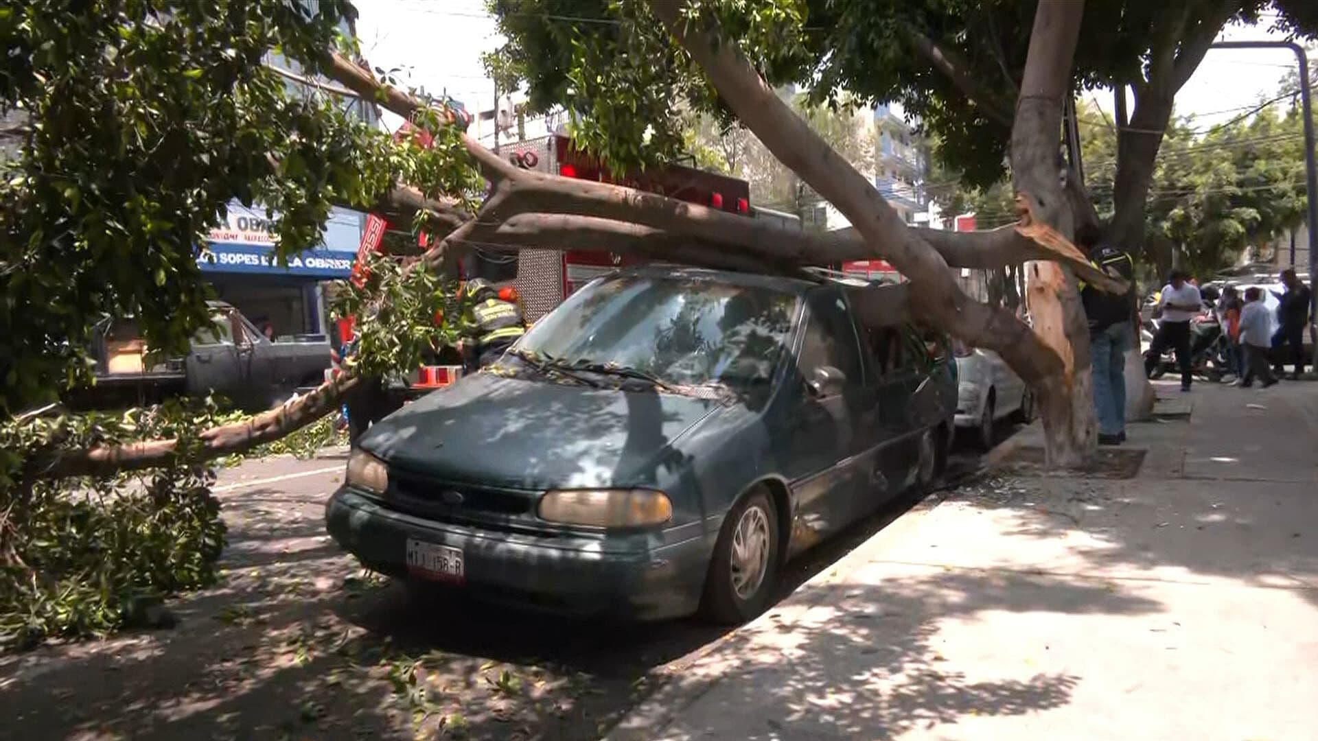 Así Partieron Lluvias un Árbol que Dañó Camioneta Estacionada en la Obrera, CDMX