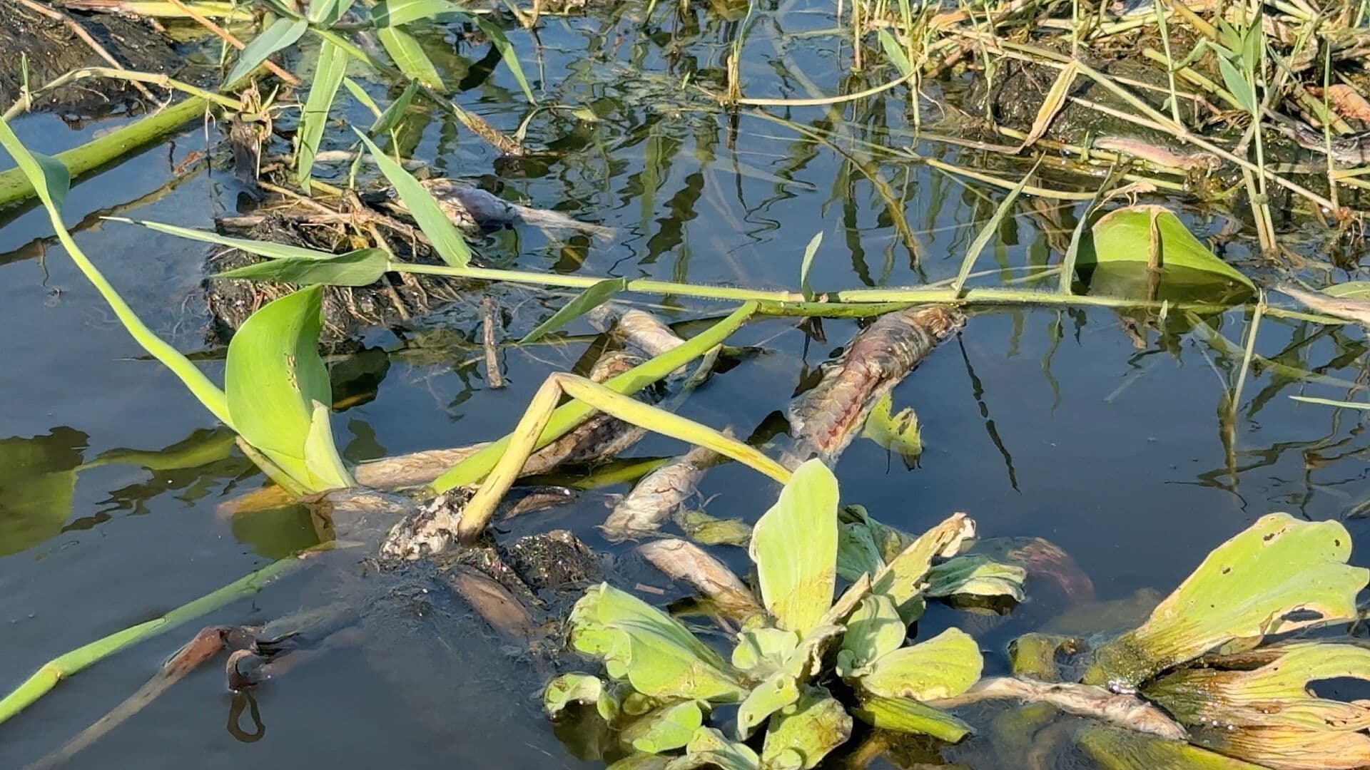 Seguiran las Investigaciones en Río Papaloapan de Veracruz tras Mortandad de Peces